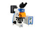 Professional Trinocular Upright Fluorescence Microscope 100W Mercury Lamp supplier