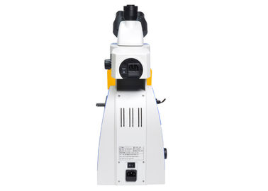 LED Trinocular Upright Fluorescence Microscope with B & G Fluorescence Filter supplier